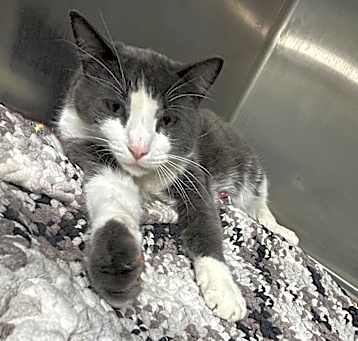 Photo of Checkers