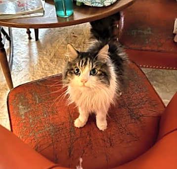 Photo of Cookie