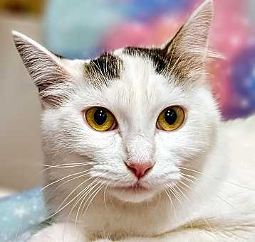 Photo of Maxie - RC PetSmart