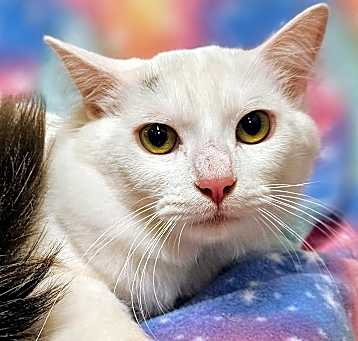 Photo of Lily - RC PetSmart