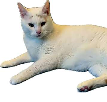 Photo of Louie