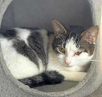 Photo of Daisy