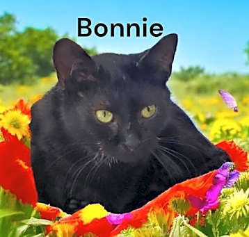 Photo of Bonnie