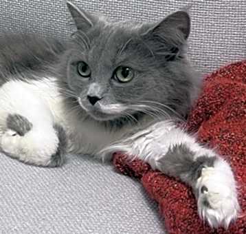 Photo of Zaitona * Bonded To Julie * In Foster *