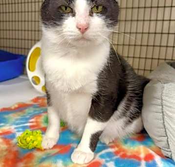 Photo of Milton [Bonded to Blaire]
