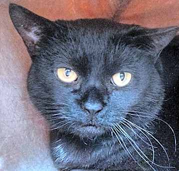 Photo of Midnight