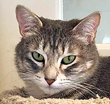 Photo of Stella