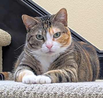 Photo of Daisy (bonded to Rosalina)
