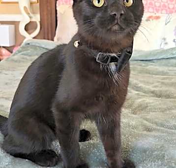 Photo of Sirius