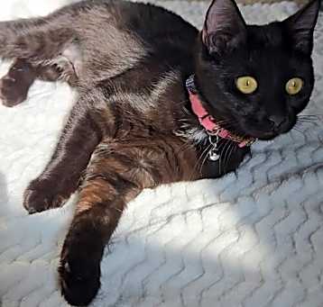 Photo of Bellatrix