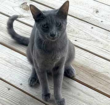 Photo of Olive