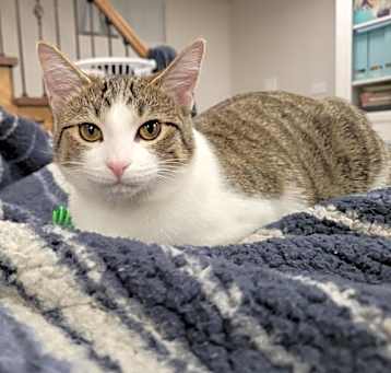 Photo of JiJi