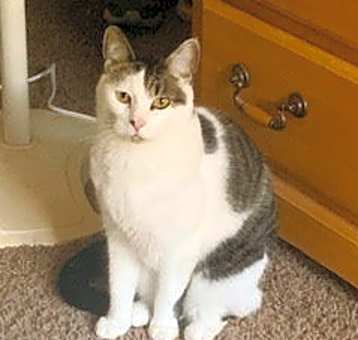 Photo of Cinder