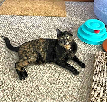 Photo of Lady