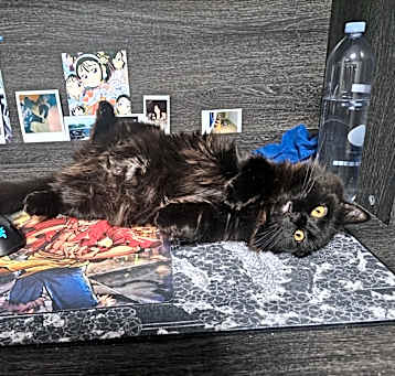 Photo of Nova