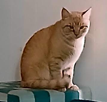 Photo of Sabastian