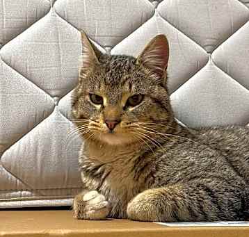 Photo of Meowzer