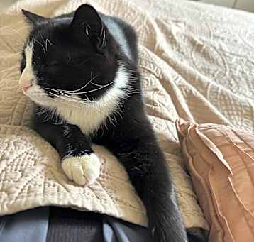 Photo of Oreo