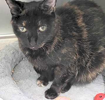 Photo of Minette