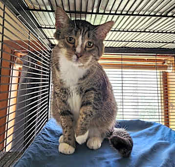 Photo of Indy