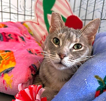 Photo of Princess Peach