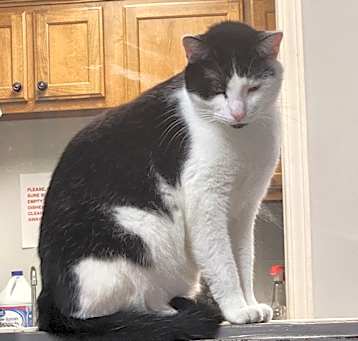 Photo of CLYDE @PETSMART IN JACKSON TN