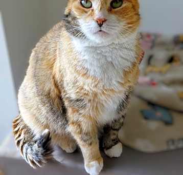 Photo of Savanna