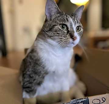 Photo of Mittens