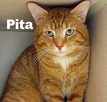 Photo of Pita 250159