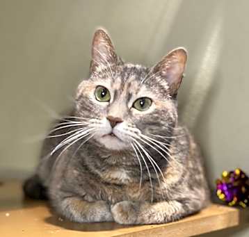 Photo of Luna