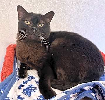 Photo of Mochi