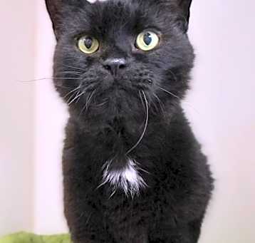 Photo of Merlin (in foster)