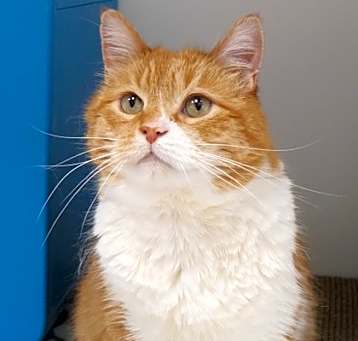 Photo of Waffle (in foster)