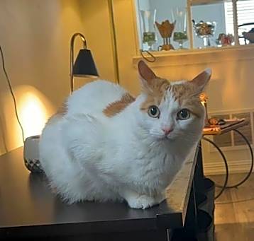 Photo of Oscar