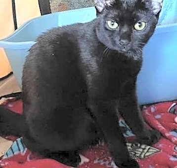 Photo of Ruby - Petsmart Plantation