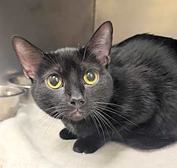 Photo of ONYX