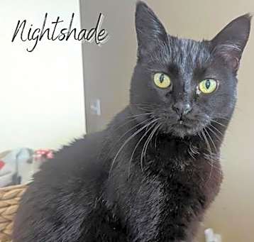 Photo of Nightshade (Shay)