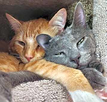 Photo of Gizmo(Bonded with Fanta)