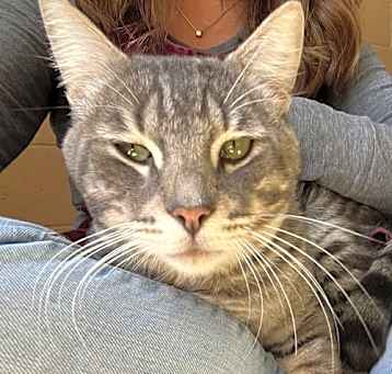 Photo of Monster Truck(Bonded with Stripe)