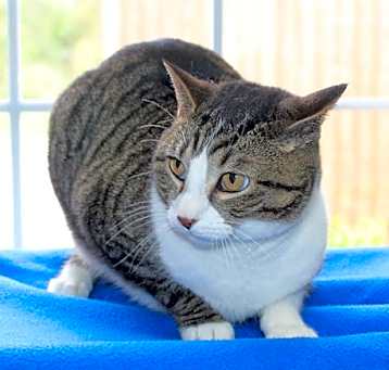 Photo of Annie Kitty - 41419