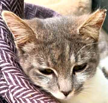 Photo of Purina