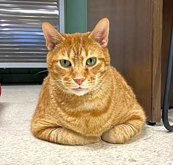 Photo of Gylve (Pepper)