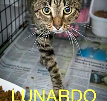 Photo of Lunardo (FCID# 03/24/2025 - 5 Brandywine PS)