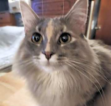 Photo of Peaches
