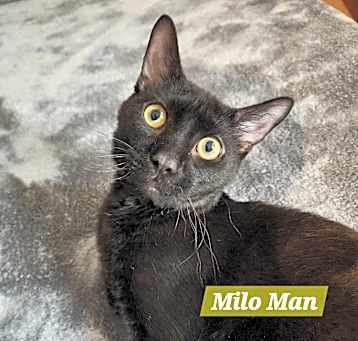 Photo of Milo
