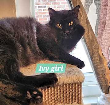 Photo of Ivy