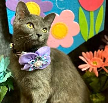 Photo of Meredith Gray