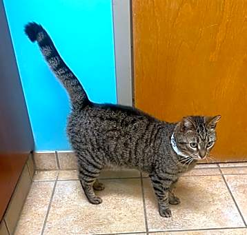 Photo of Pumpkin
