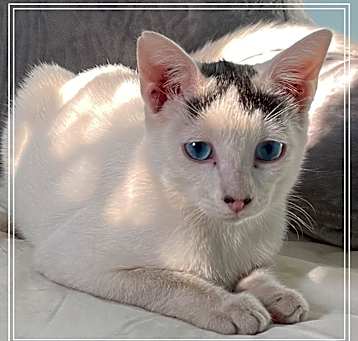 Photo of Sinatra