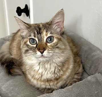 Photo of Sage